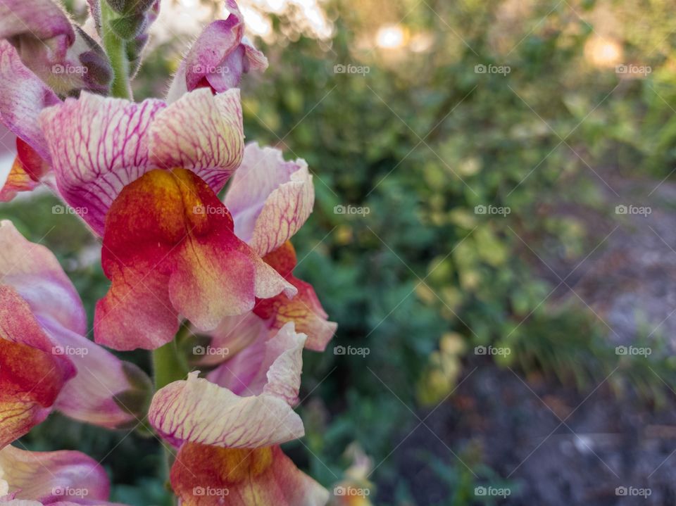 Snapdragon flowers in the garden.