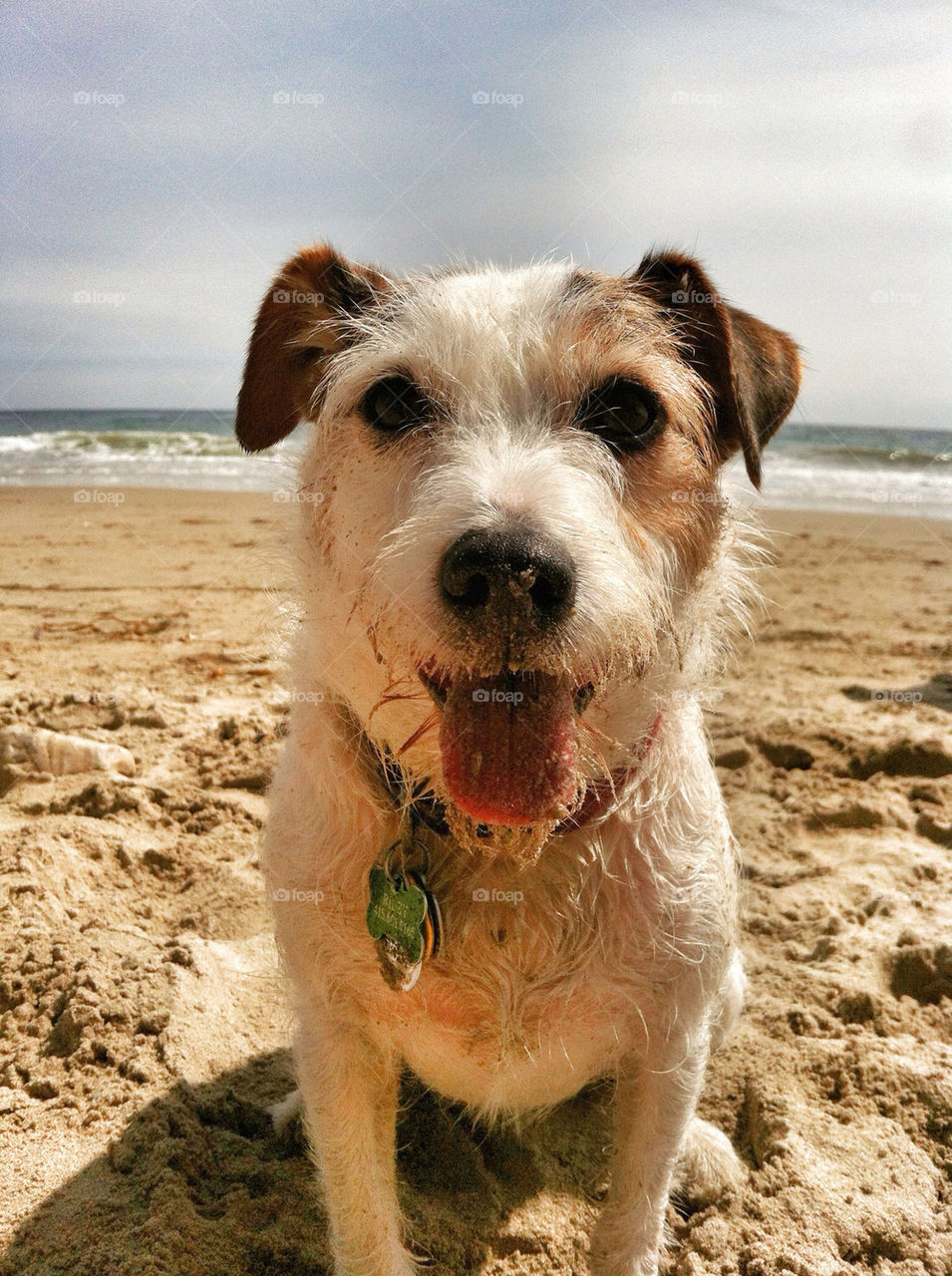 beach nature smile dog by infostyx