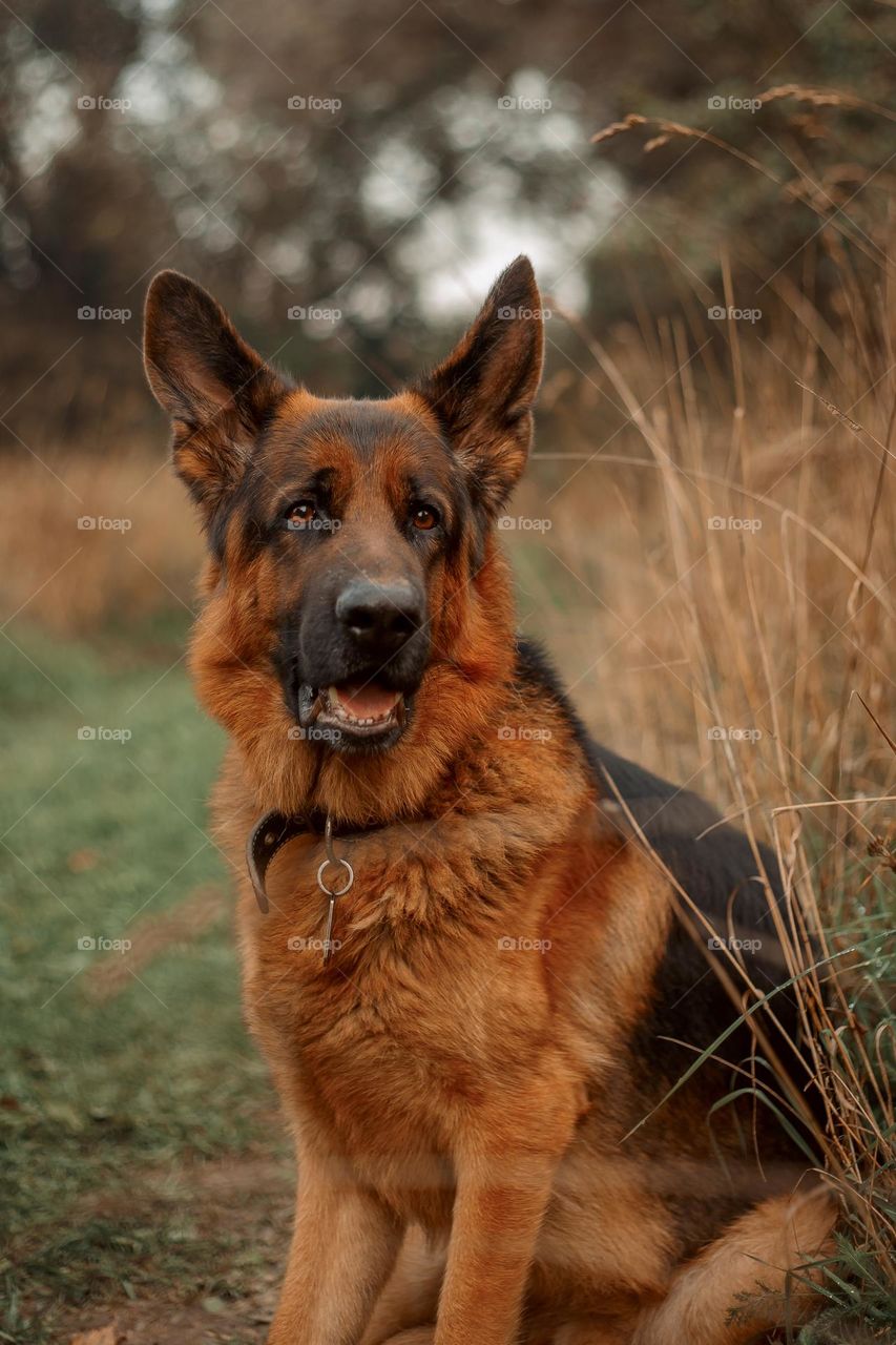 German shepherd dog outdoor portrait 