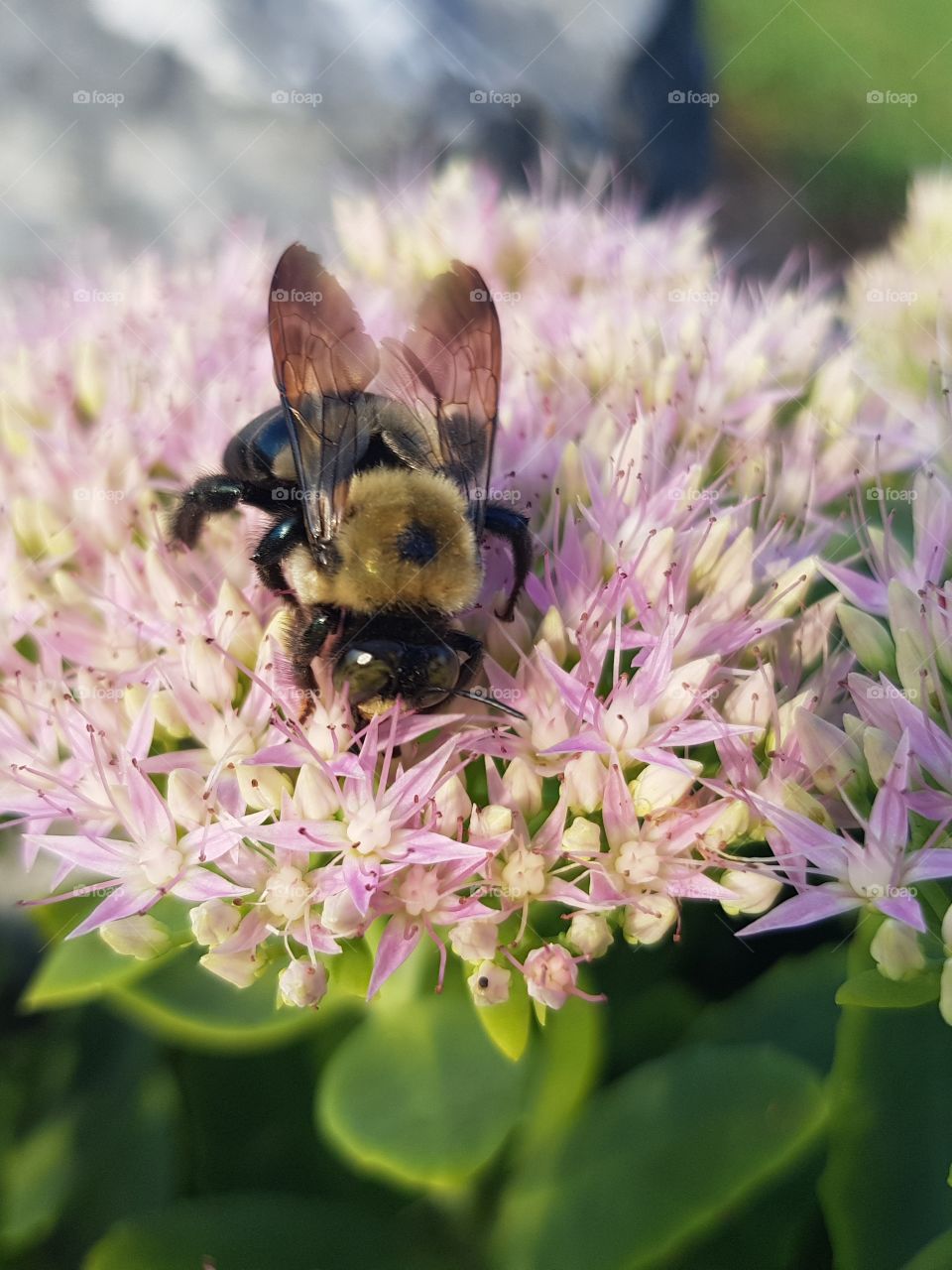 Bee in flowers