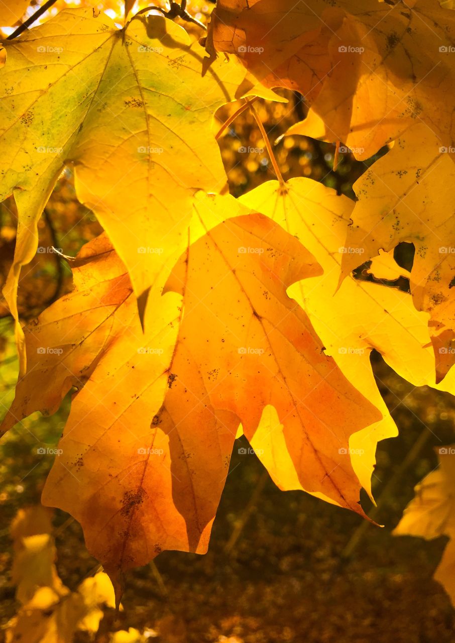 Sun infused leaves