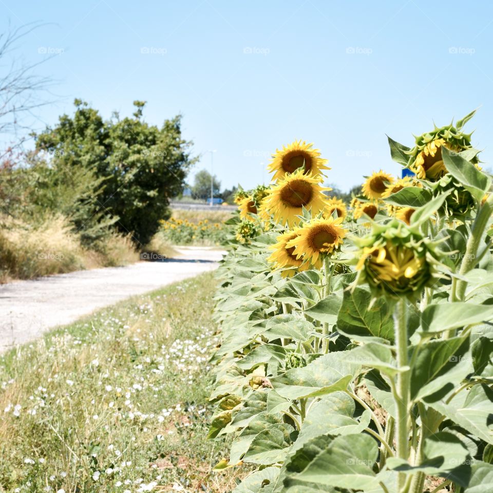 Sunflower 