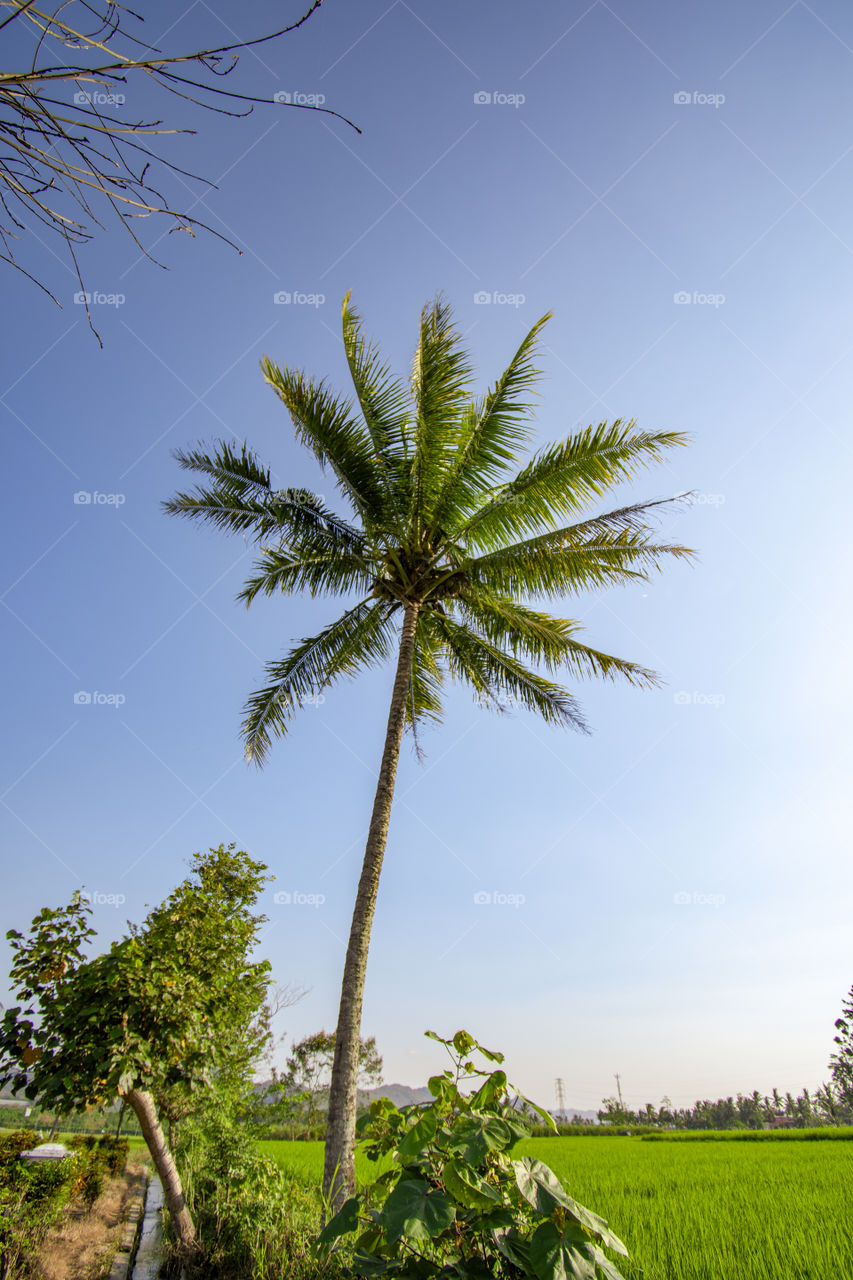 green rice field and coconut tree