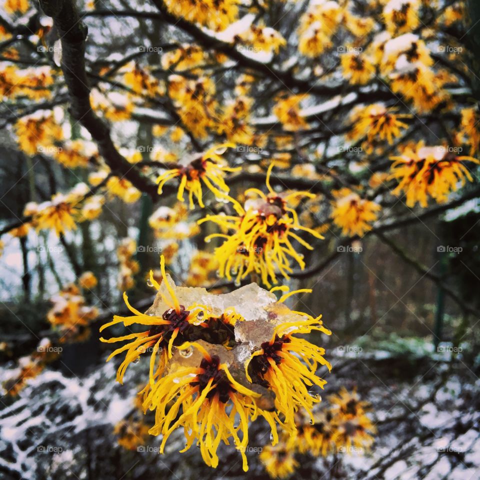 Yellow flowers on tree branch