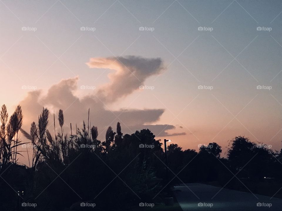 This Cloud Form is a very Mysterious Creature flying along in the Stratosphere. 