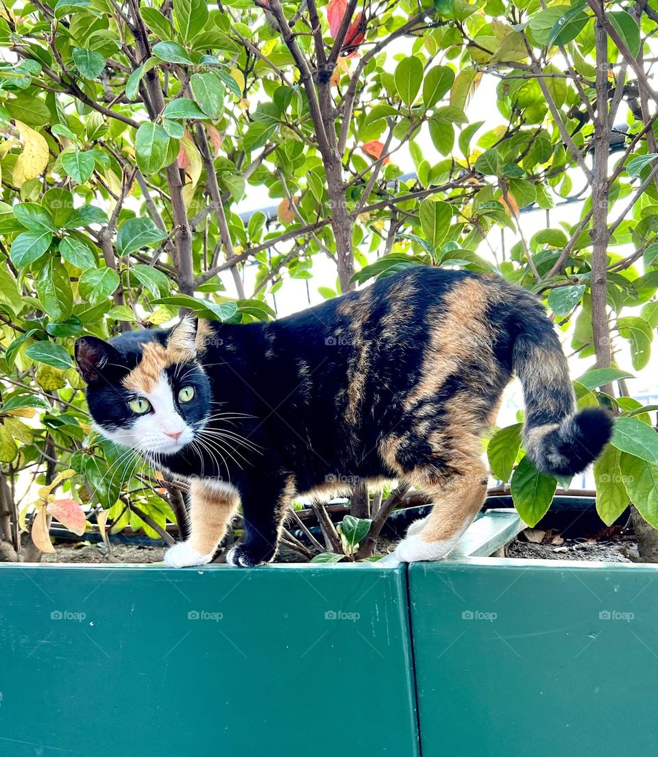 Cat and plants hunter