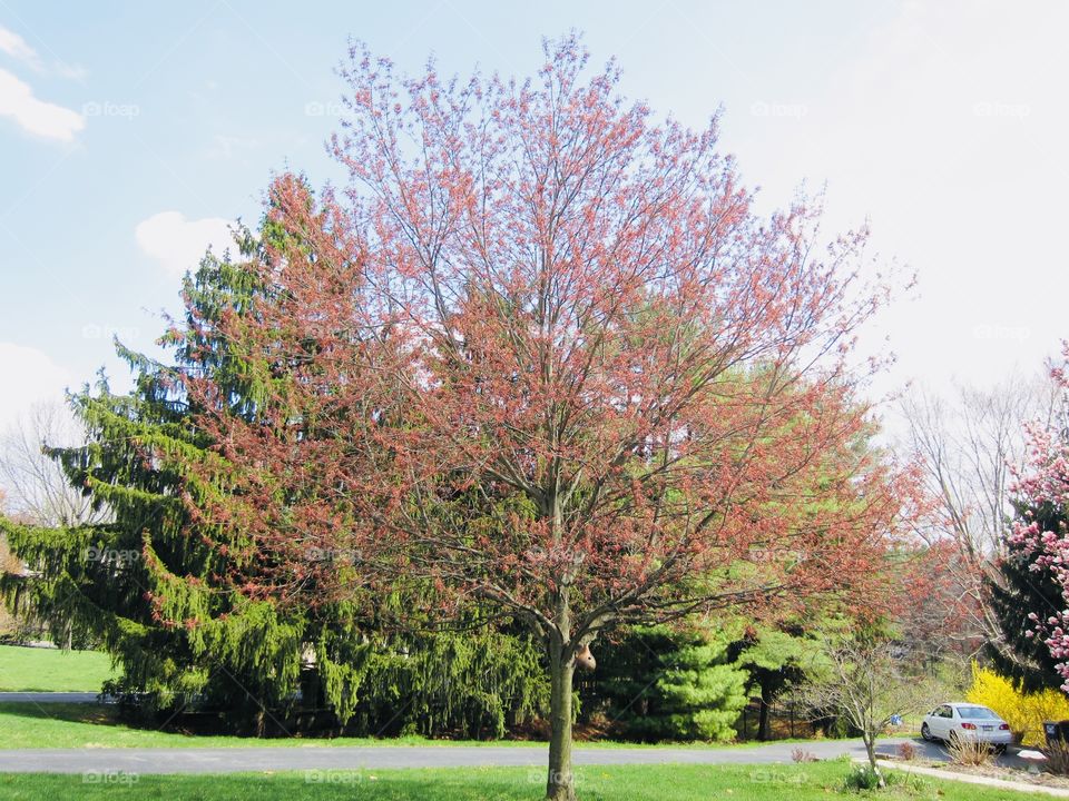Cherry Blossom Festival Unique Flower