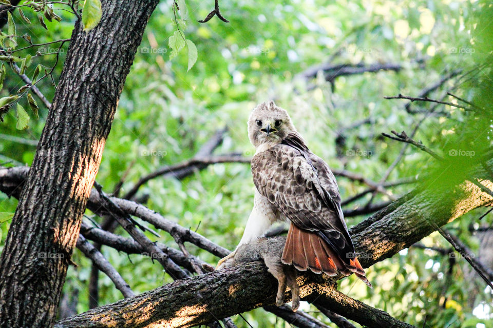 Nature, Wildlife, Tree, Bird, Outdoors