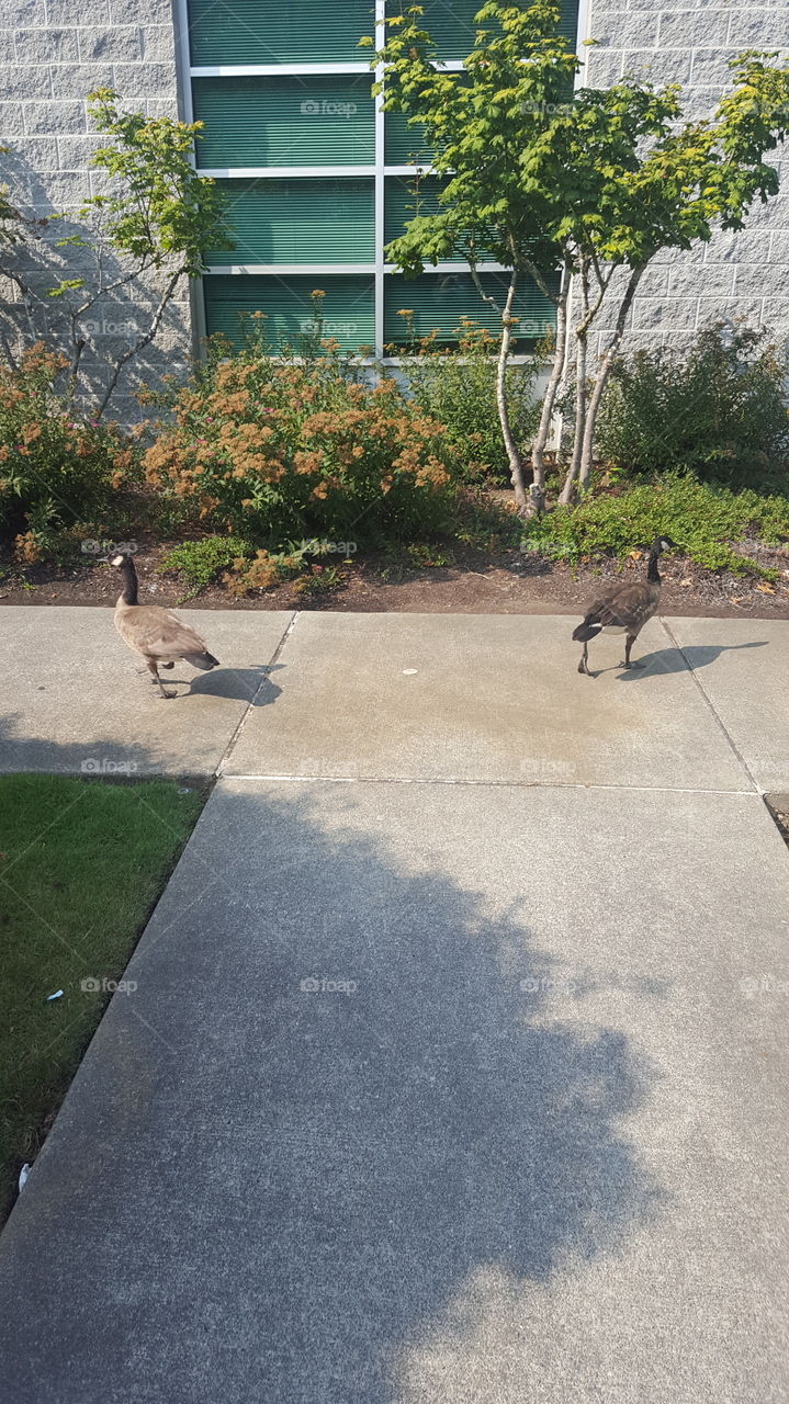 Which way did he go George