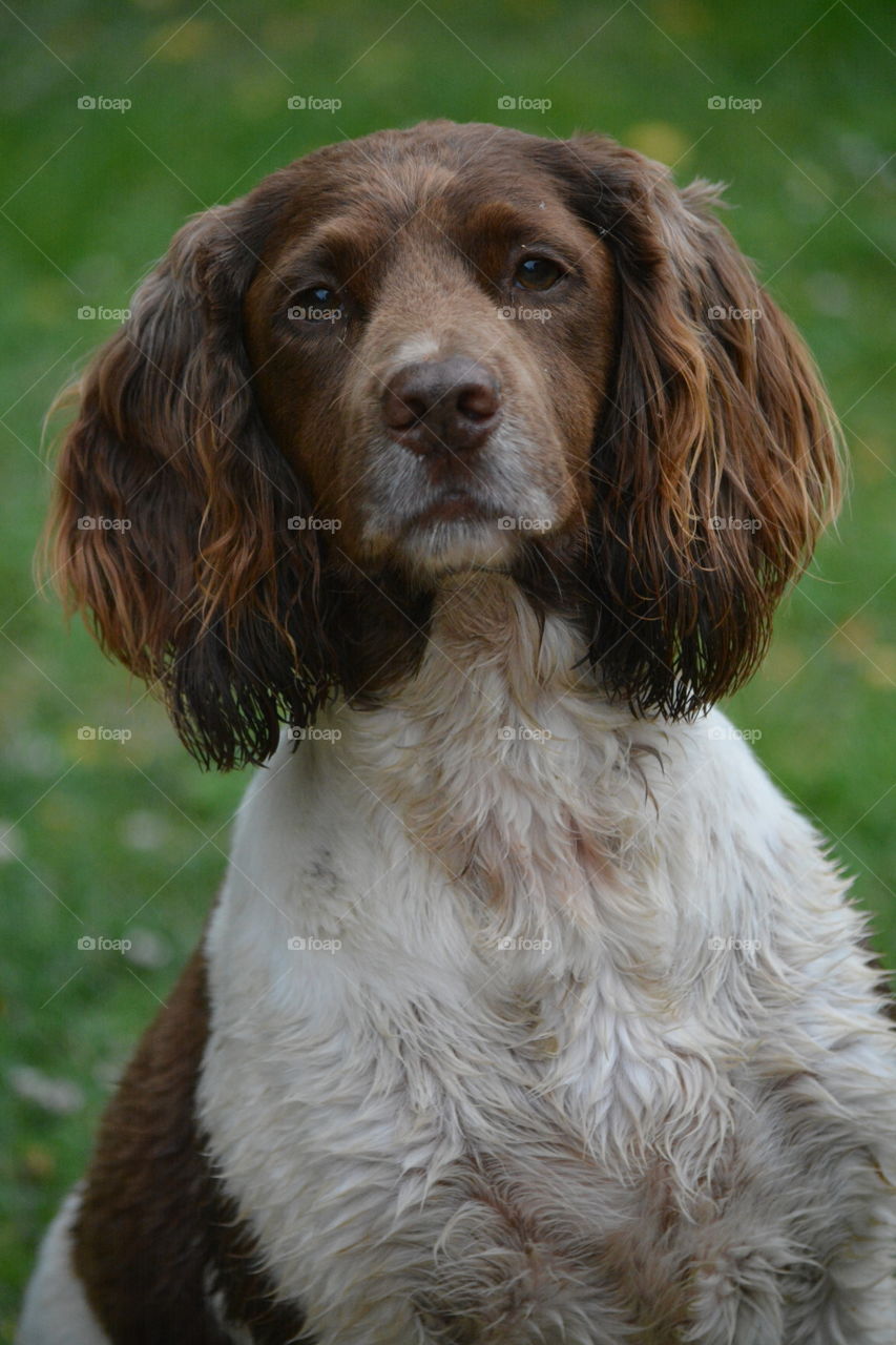 English Springer Spaniel. His my best pal! Name is buddy
