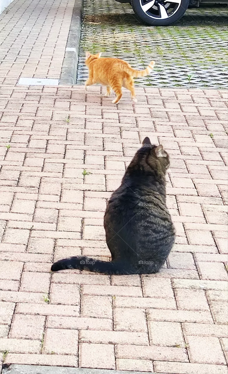 cats