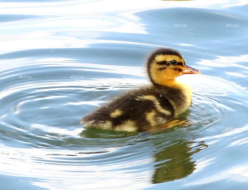 duckling