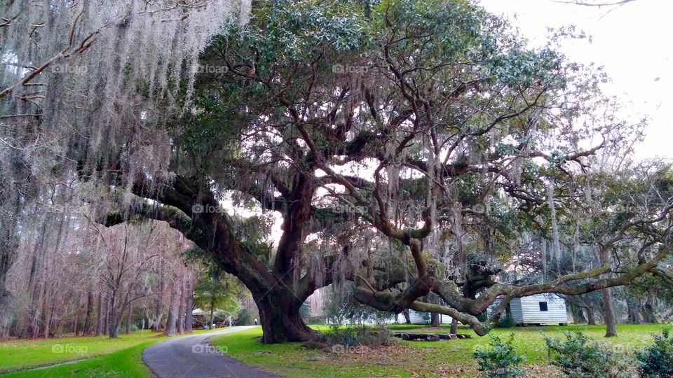 Live Oak and Spanish Moss in Charleston SC