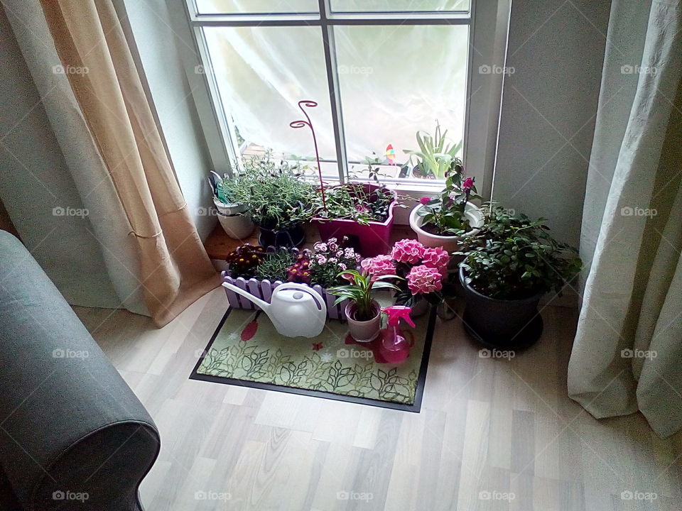 House plants in pots, a little garden in the room