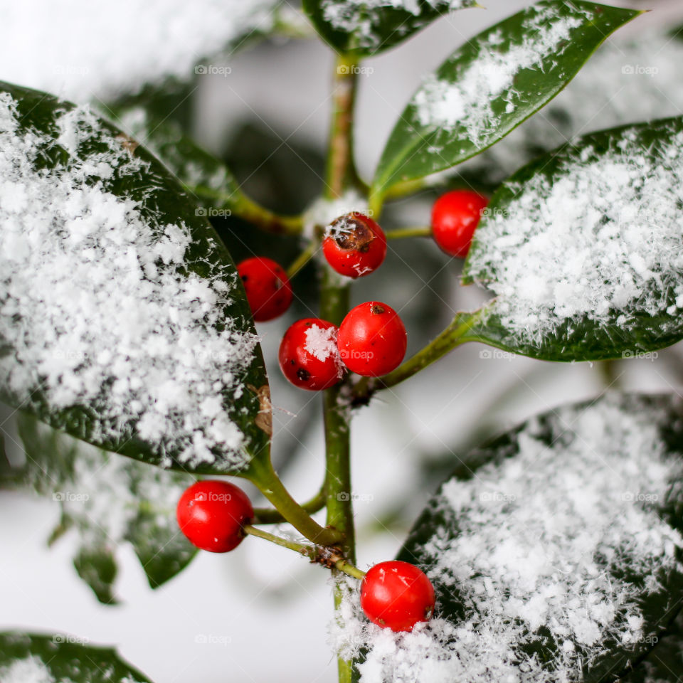 Freshly Fallen Snow on Holly Berries