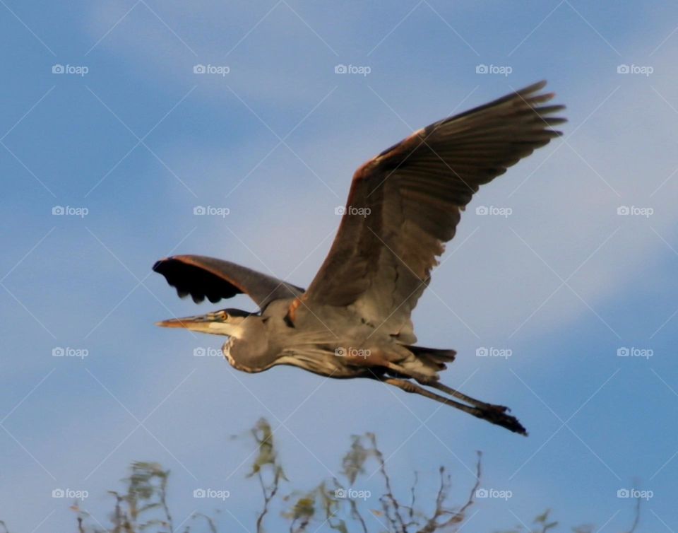 Great Blue Heron in Flight