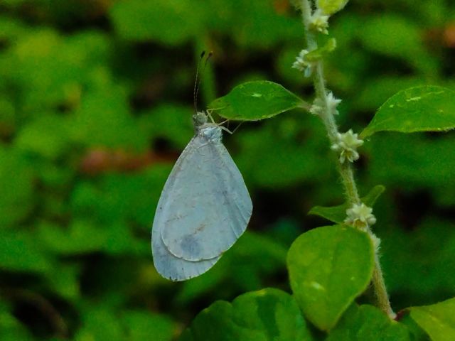 sky blue butterfly