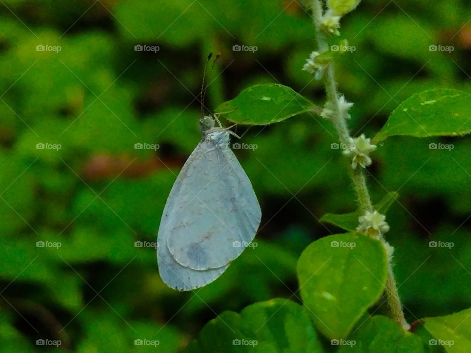 sky blue butterfly