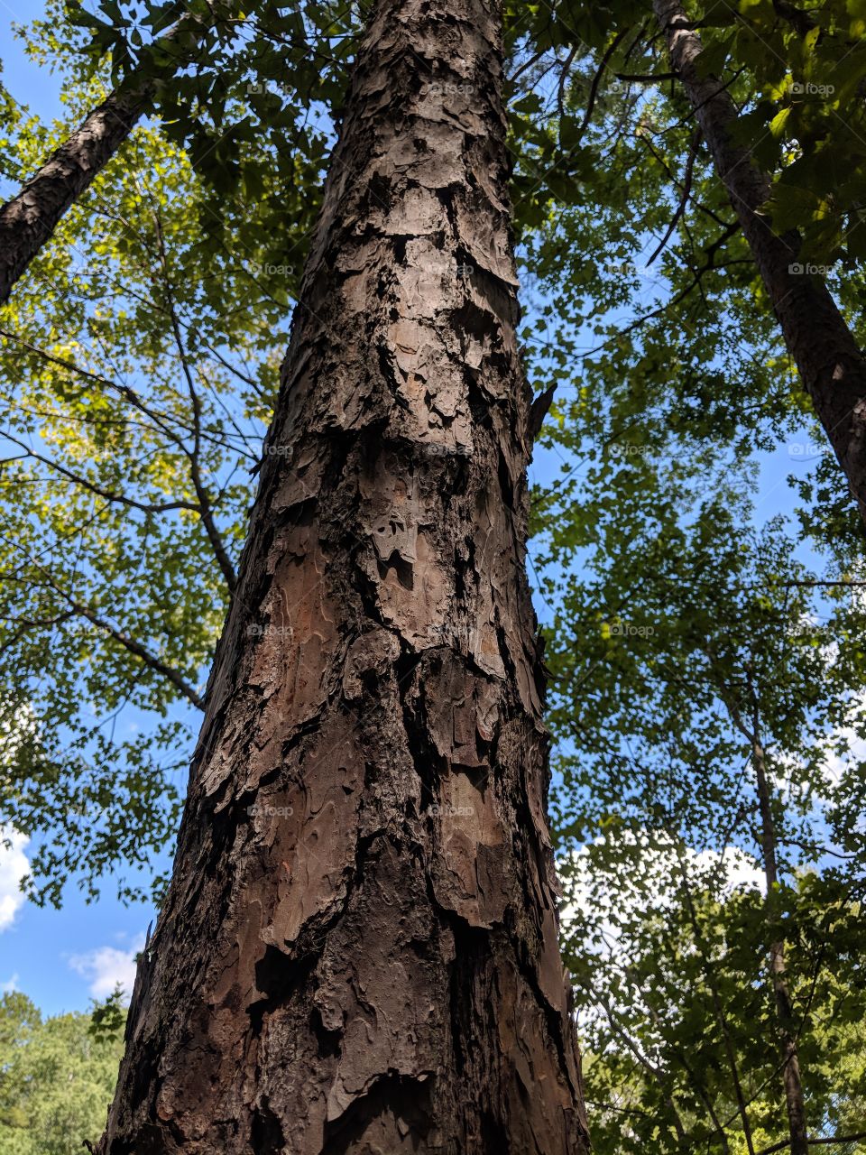 closeup of an old tree against the sky, with cracking bark, in a North Carolina forest wood.