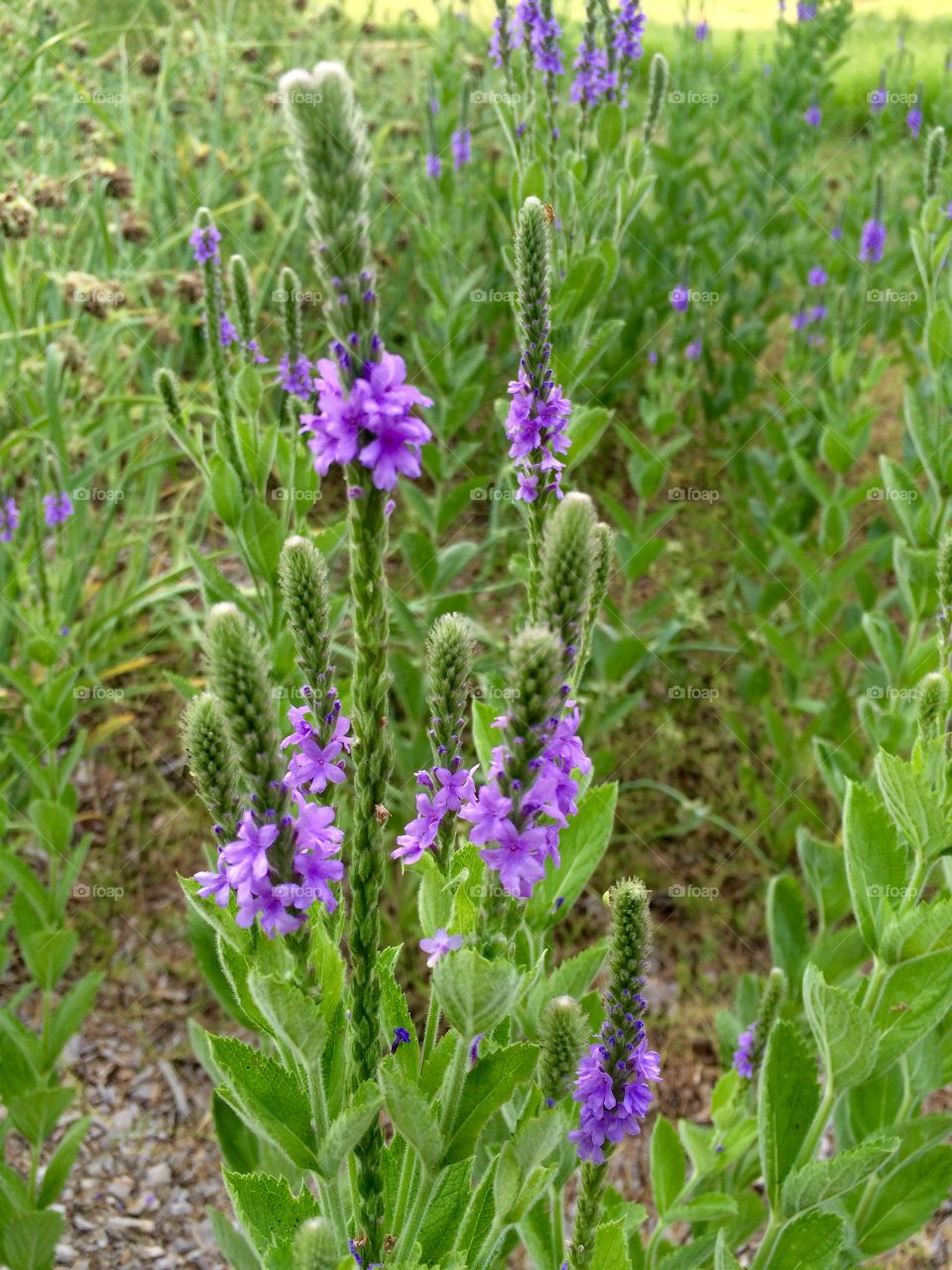 Purple wild flowers. 