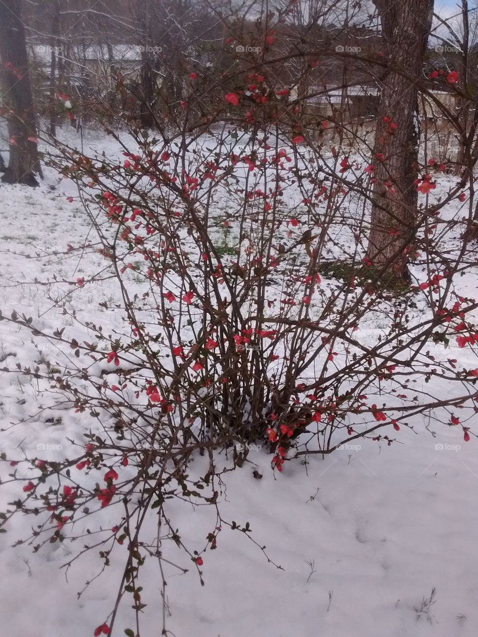 Snow frosted bush