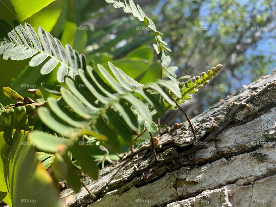 Resurrection Fern Growth Through Spring Season On A Southeastern Live Oak Tree. 