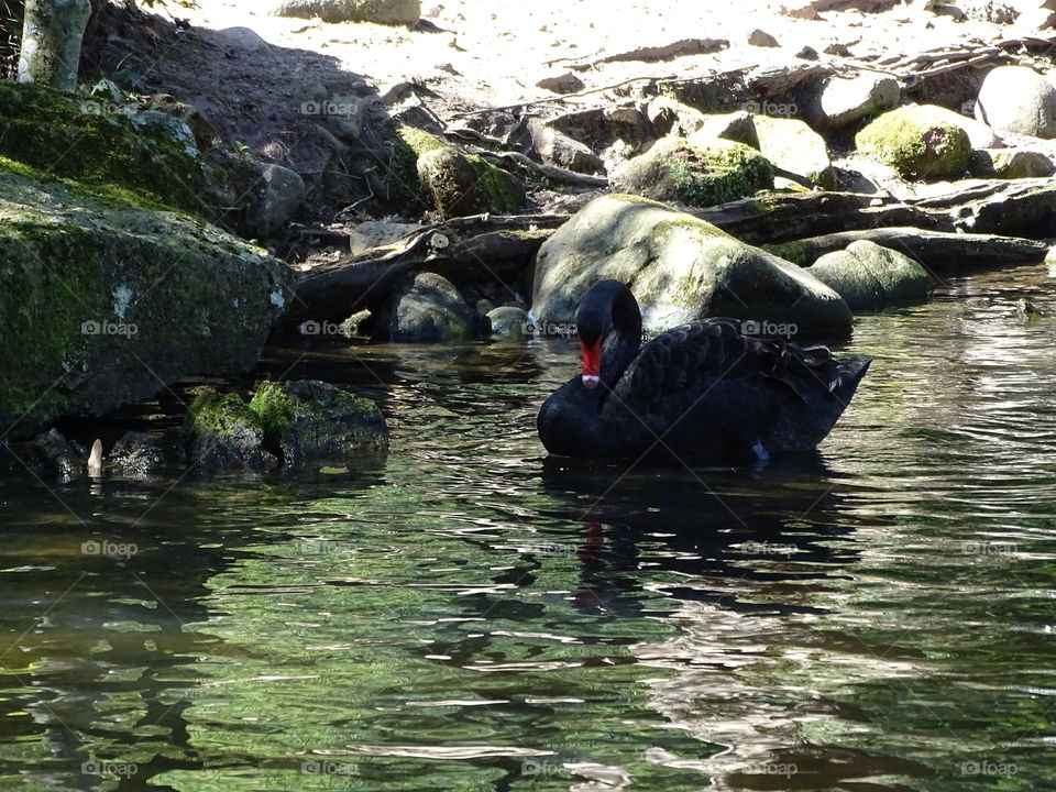 Kurpark in Bad Wildbad