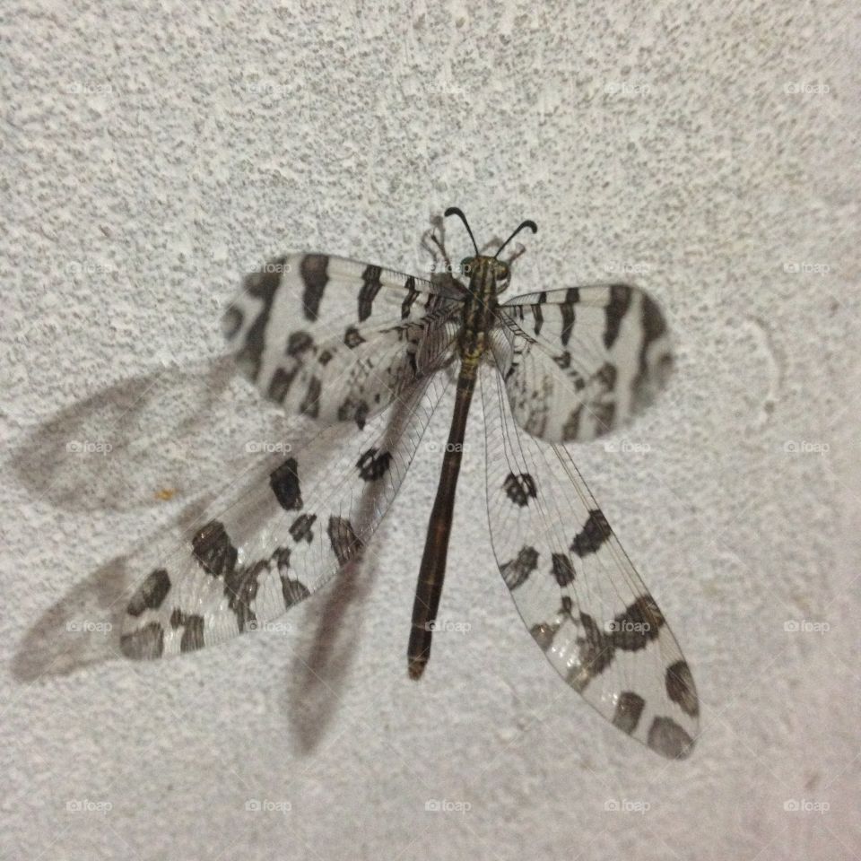 A dragonfly