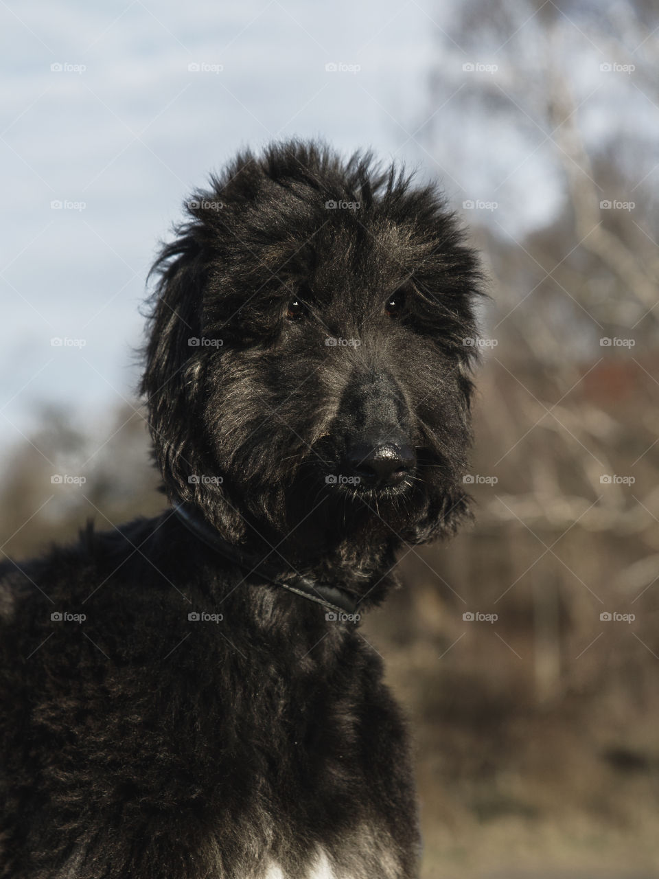 Young black beautiful Afghanhound looking over the seas