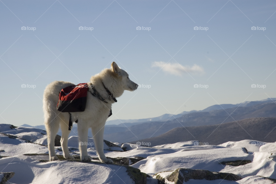 snow winter hiking wolf by bobmanley