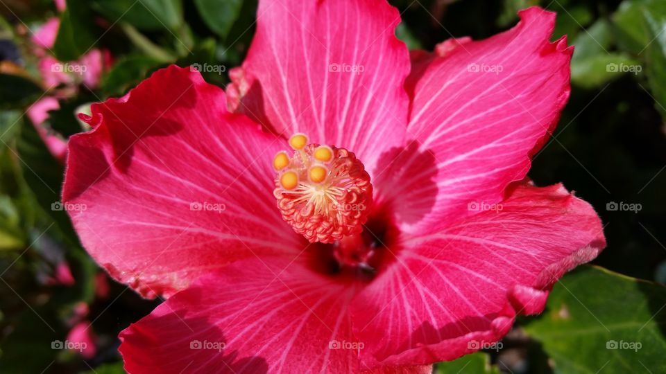 Hibiscus 