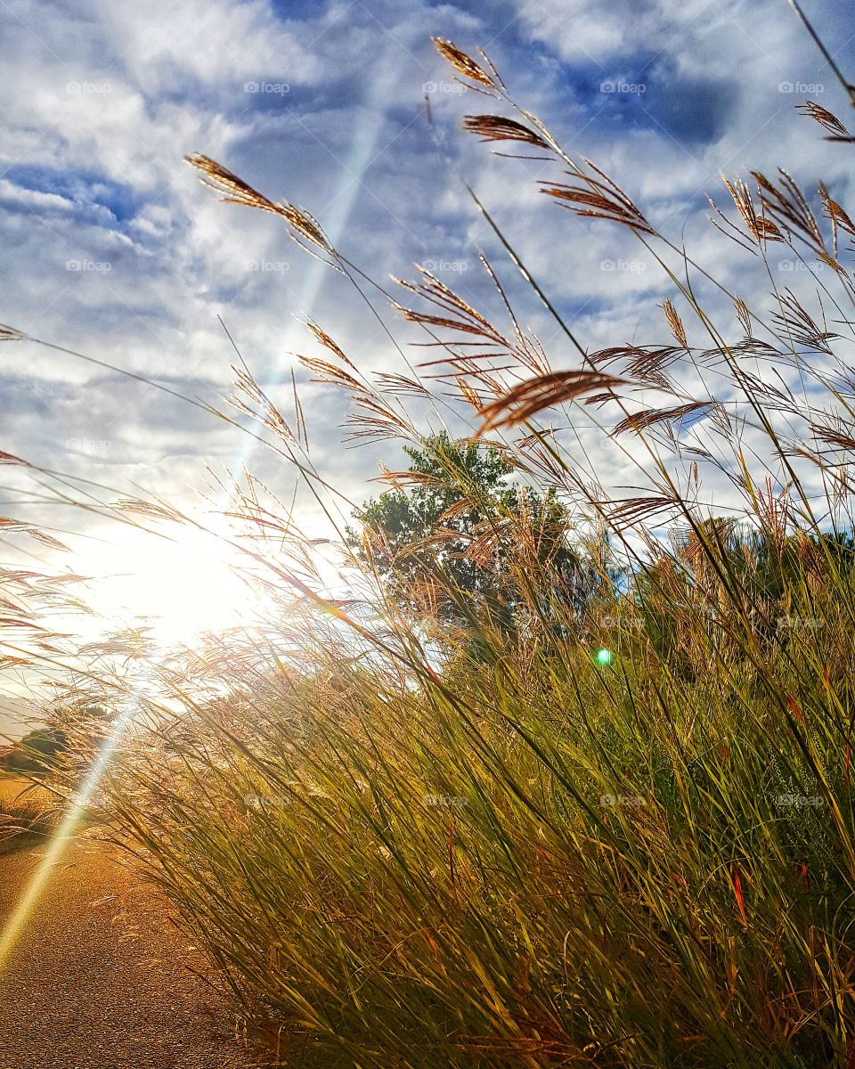 Fall grasses in the sunlight