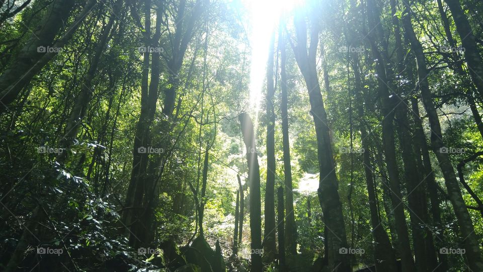 Australian Rainforest woods lense flare