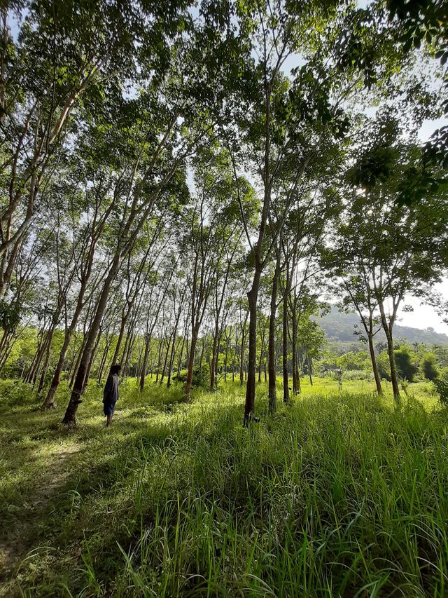 forest