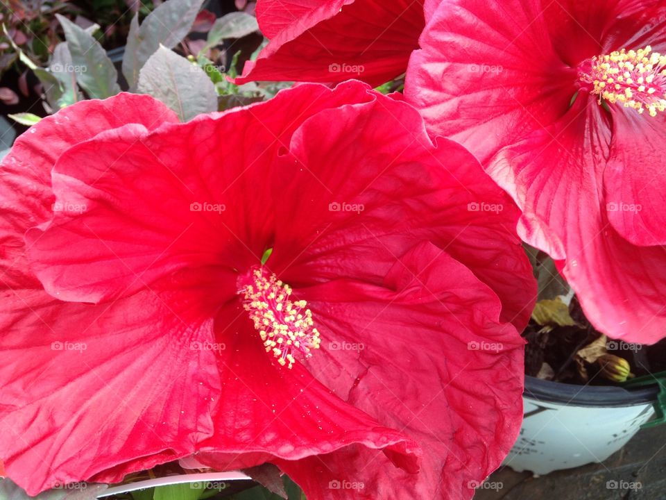 Close up center of a red flower