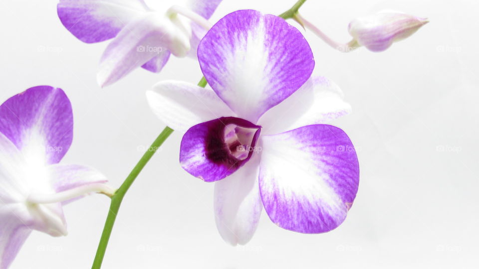 orchid high key