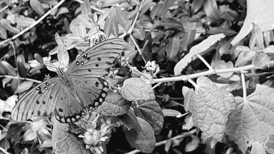 close-up monarch butterfly greyscale