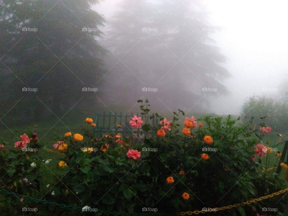 garden is full of flowers, smiling with the fog.   enjoying the environment and the colours of flower are very glowing