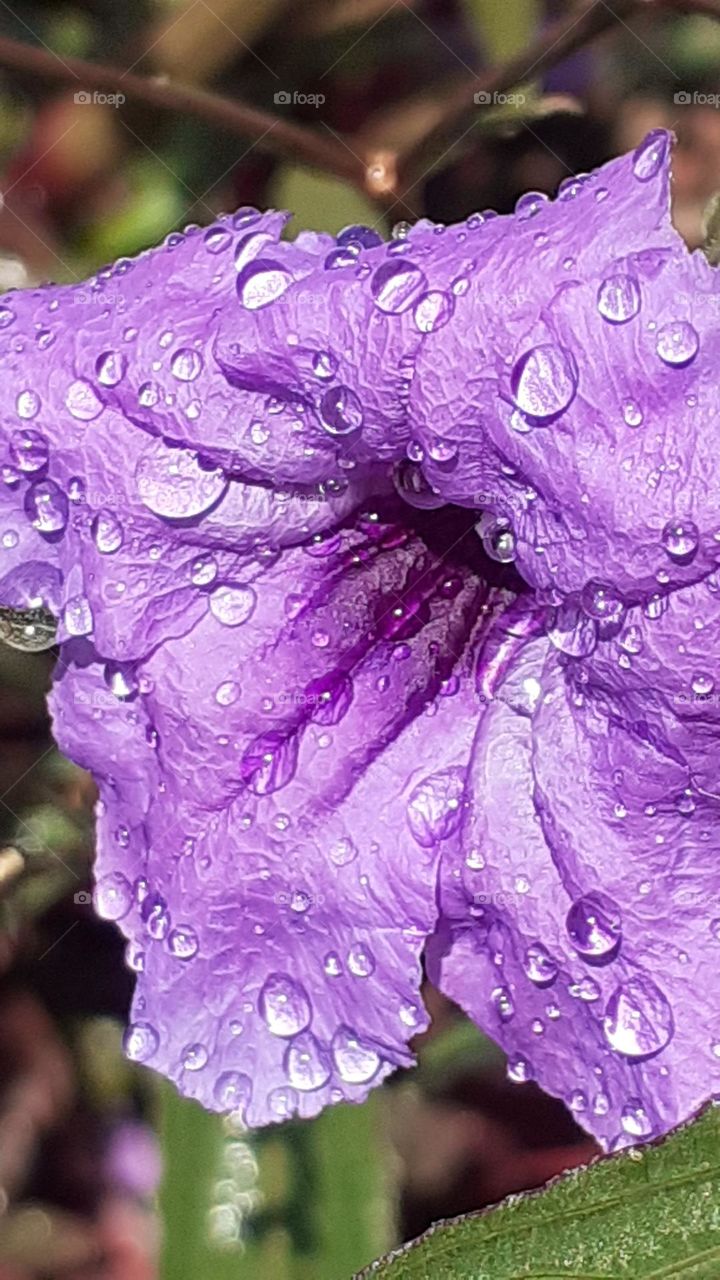 macro: flor morada mojada al sol