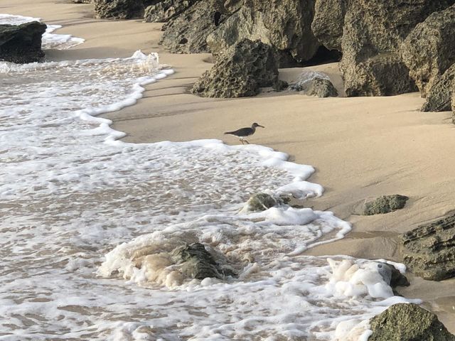 Foam on the beach