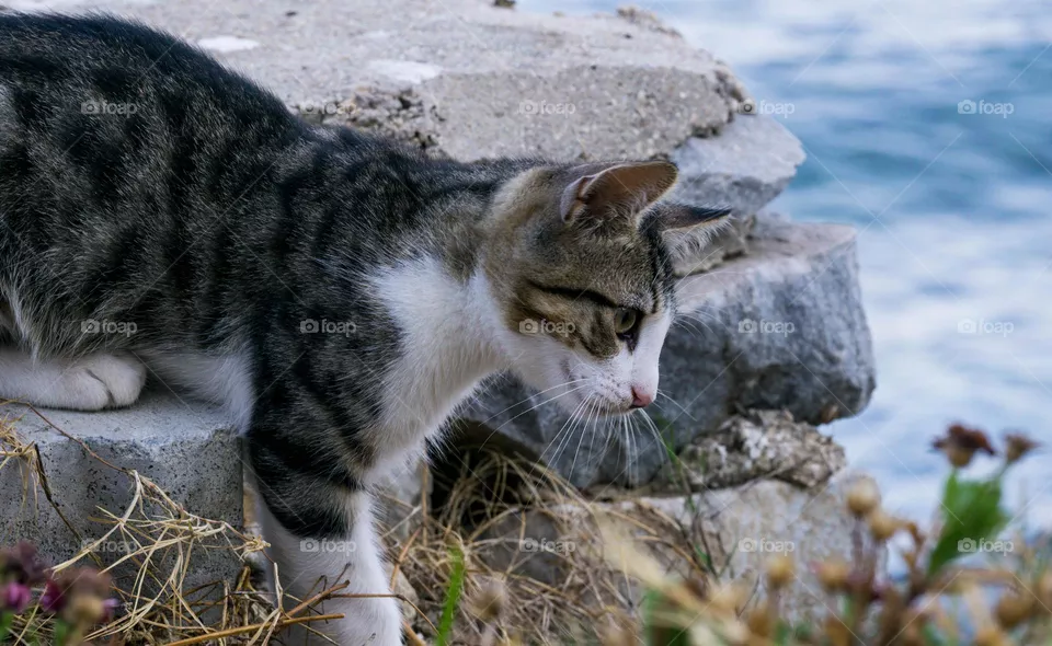 A cat  walking on rocks next to sea 