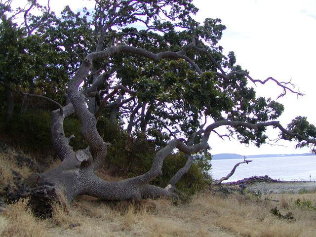 Garry Oak