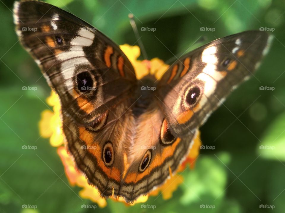 Buckeye Butterfly