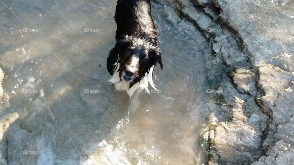 Border Collie at the Creek