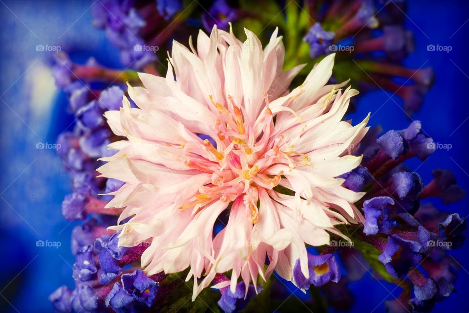 Blossoming flower close up background summer feeling holidays Crete Island