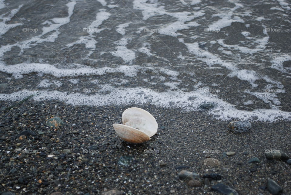 Calm shell on wet beach