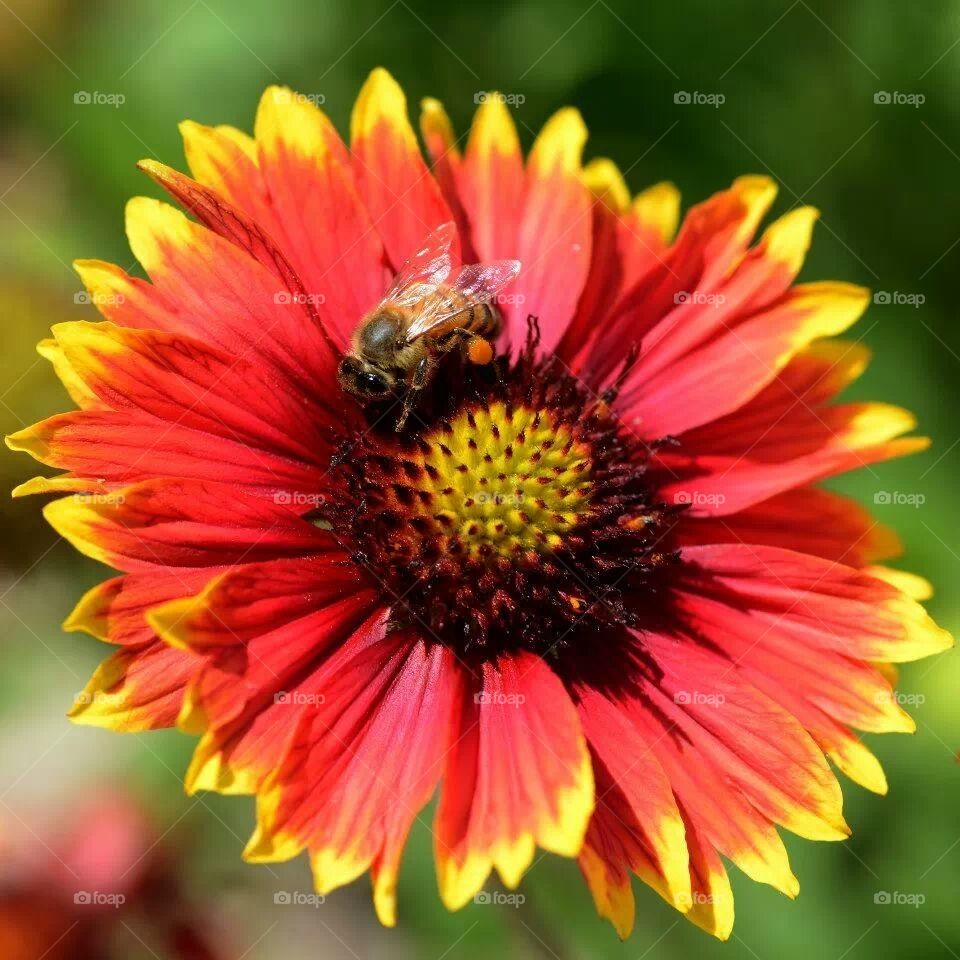 flower.with bee 2