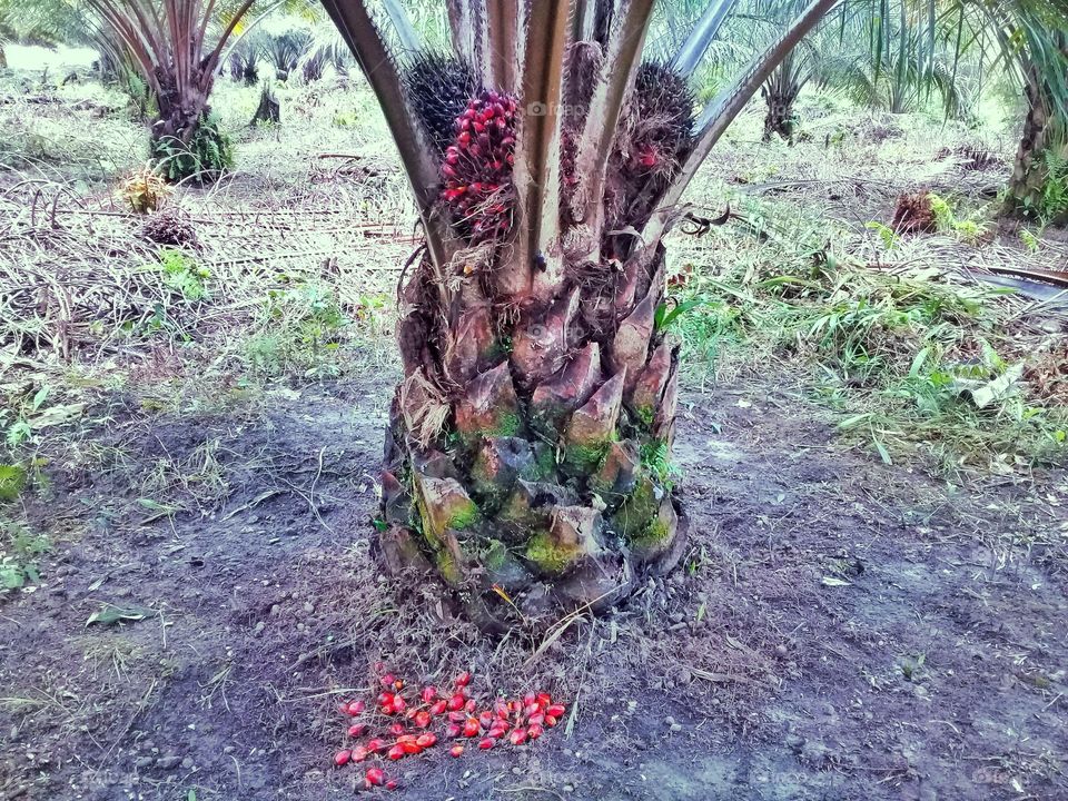 Over ripe oil palm fruit in tree palm