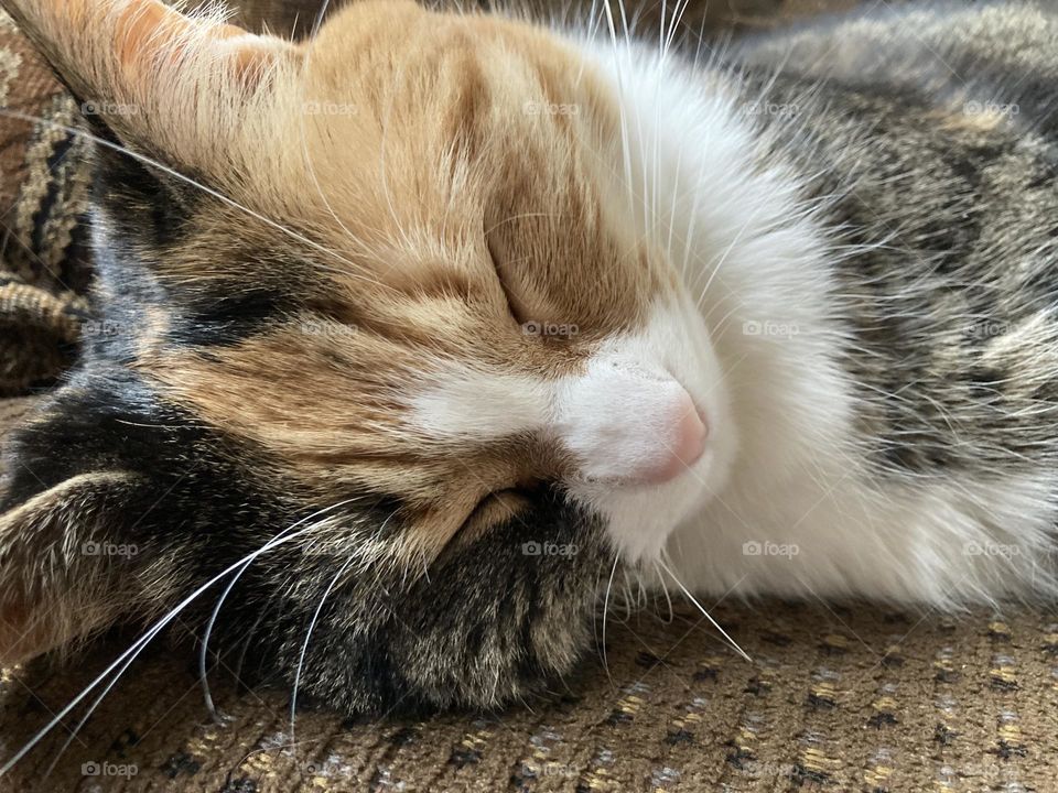 Calico cat, relaxing in the sunlight on a dreary day