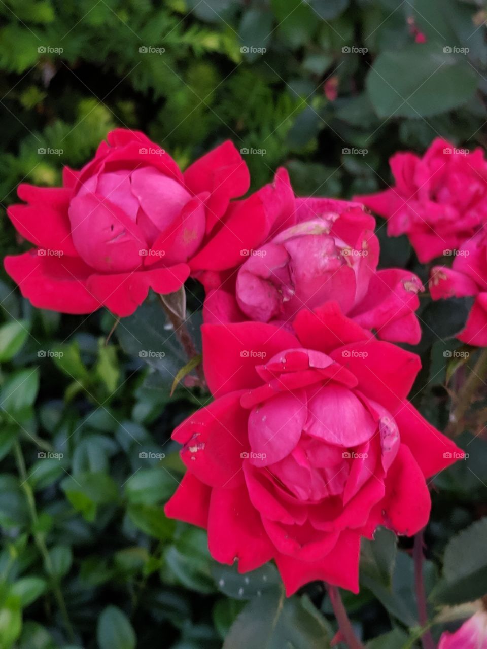 roses